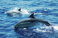 Delphine in der Srasse von Gibraltar